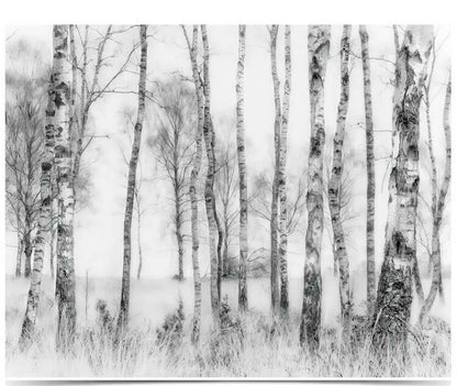 White Birch Tree Forest Wall Mural Wallpaper Home Decor