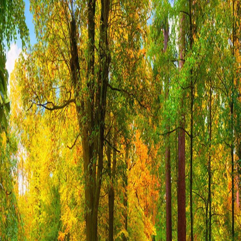 Natural Autumn Landscape Trees Forest Wallpaper Wall Mural